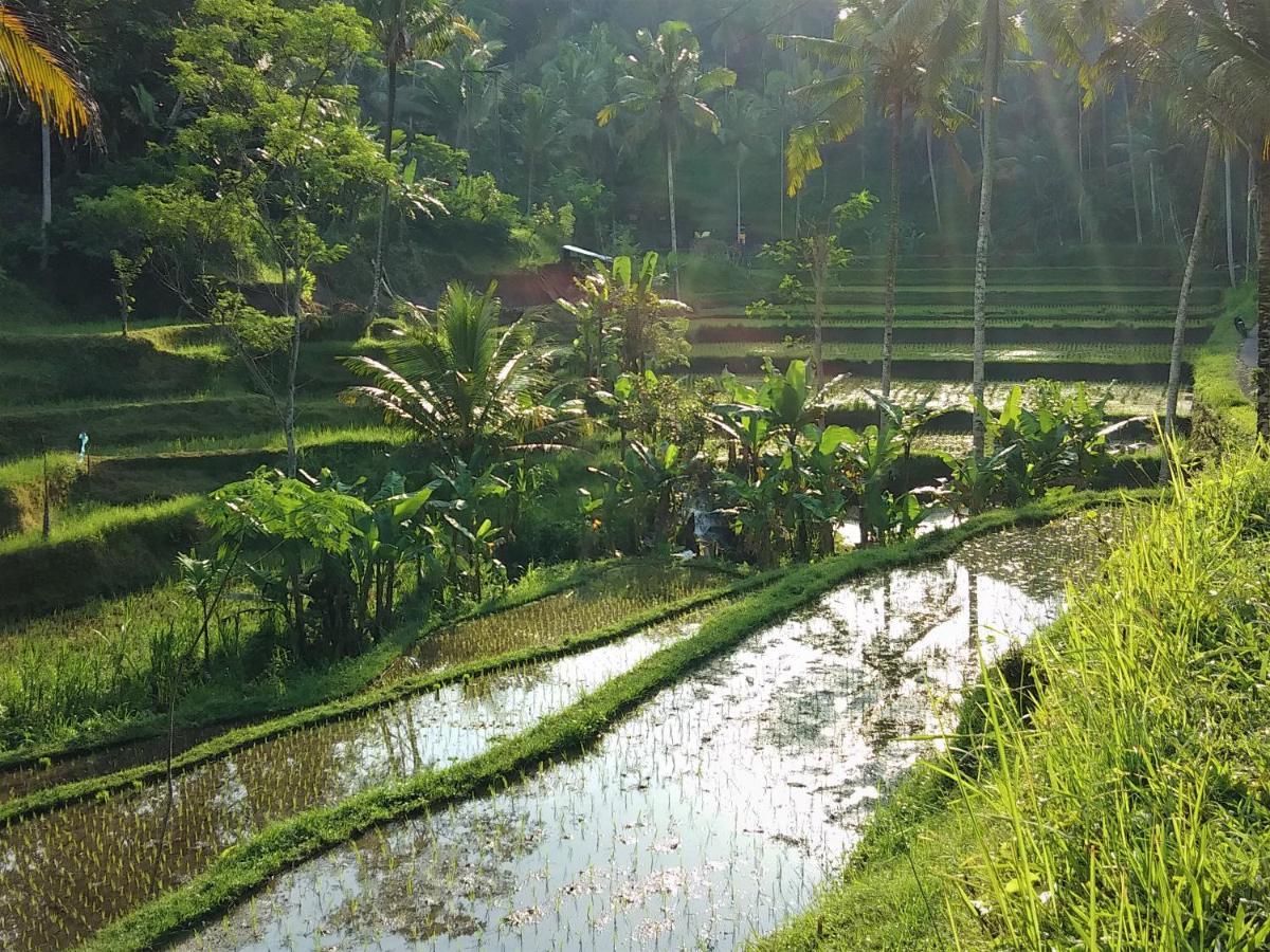 Villa Rimba Ubud Tegallalang  Exteriör bild