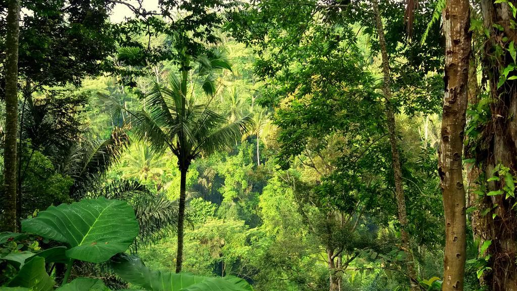Villa Rimba Ubud Tegallalang  Exteriör bild