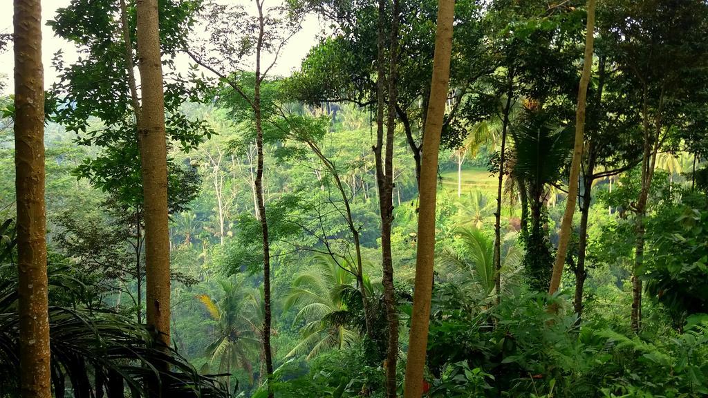 Villa Rimba Ubud Tegallalang  Exteriör bild