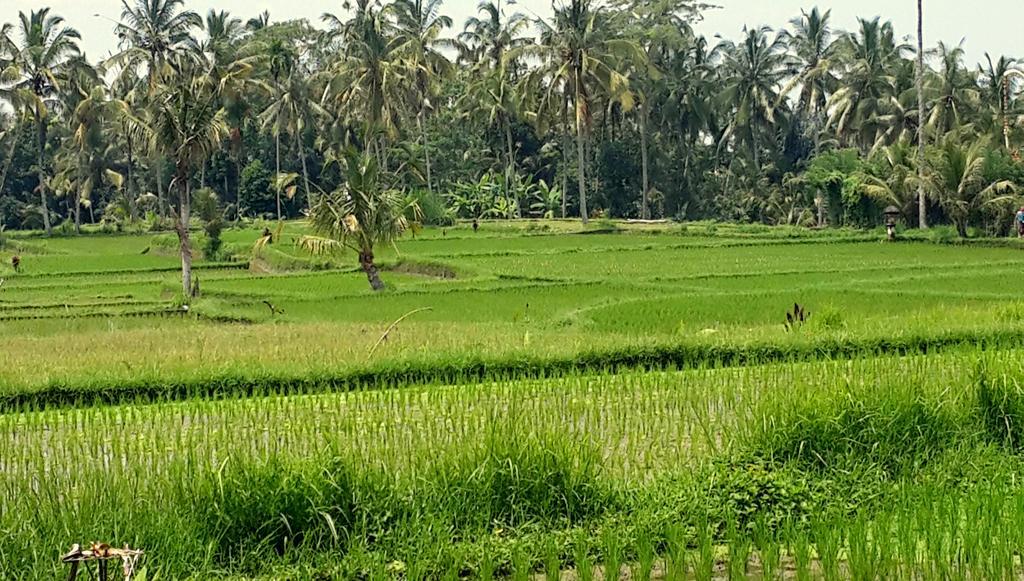 Villa Rimba Ubud Tegallalang  Exteriör bild